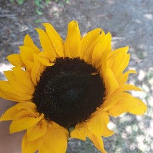 Meet your Posher, Savannah